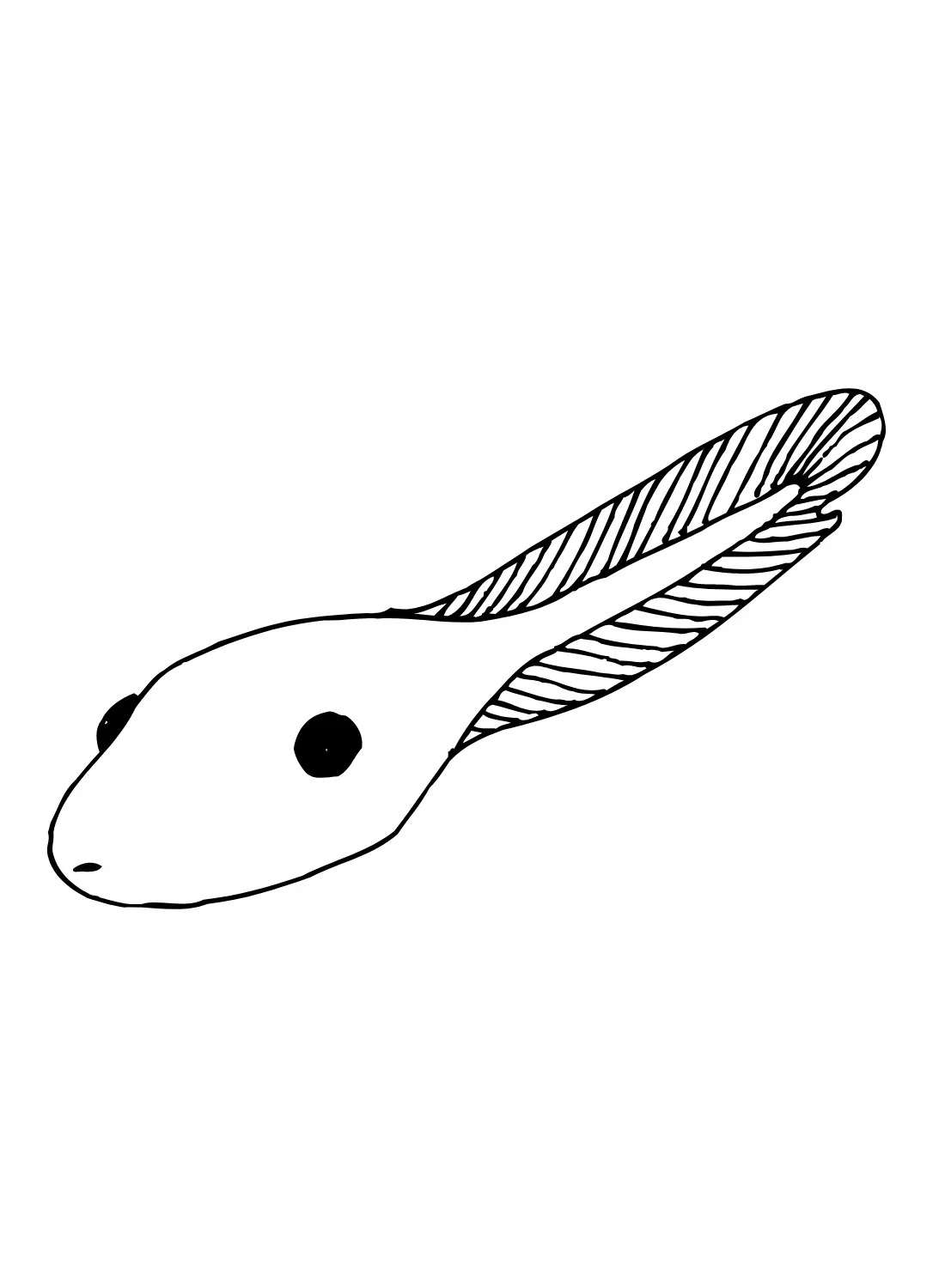 Kaulquappen Ausmalbilder 13