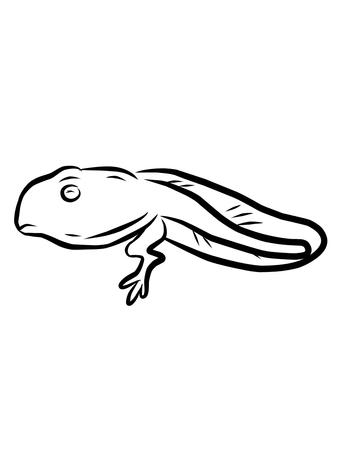 Kaulquappen Ausmalbilder 17