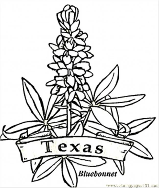 Desenhos de Texas Para Colorir 1