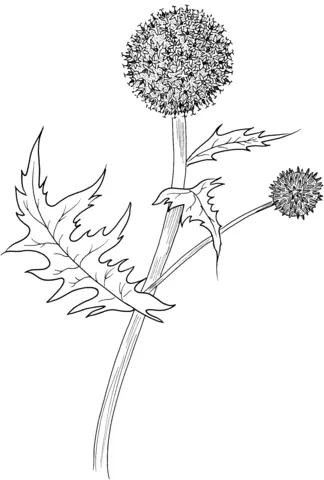 Thistle Coloring Pages 1