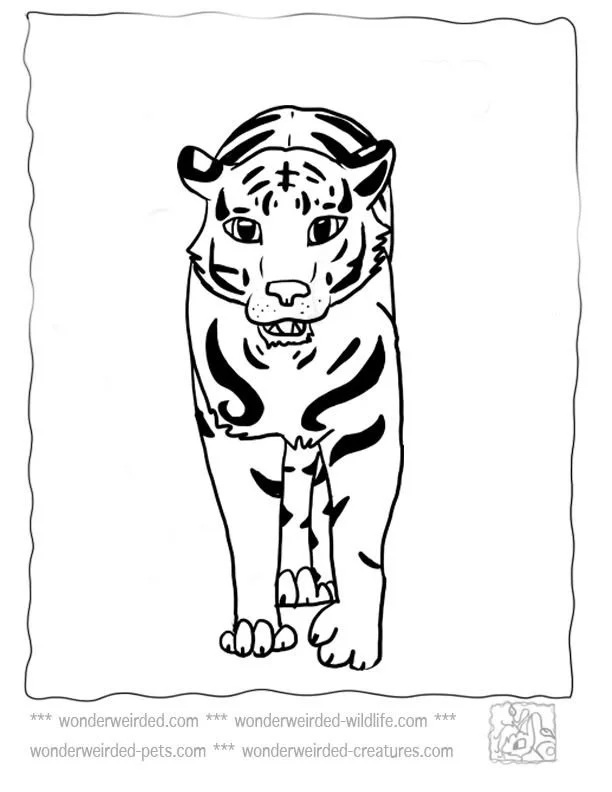 Tiger Coloring Pages 31
