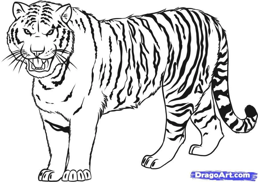 Tiger Coloring Pages 43