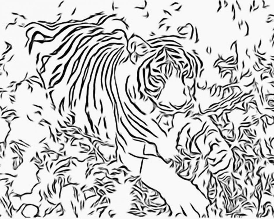 Tiger Coloring Pages 91