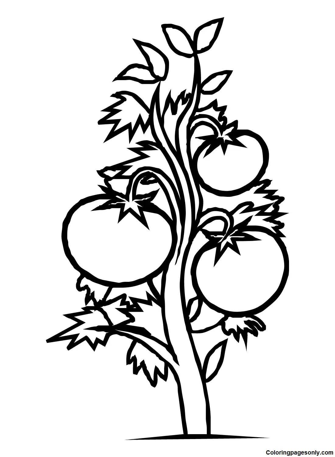 Desenhos de Tomate Para Colorir 12