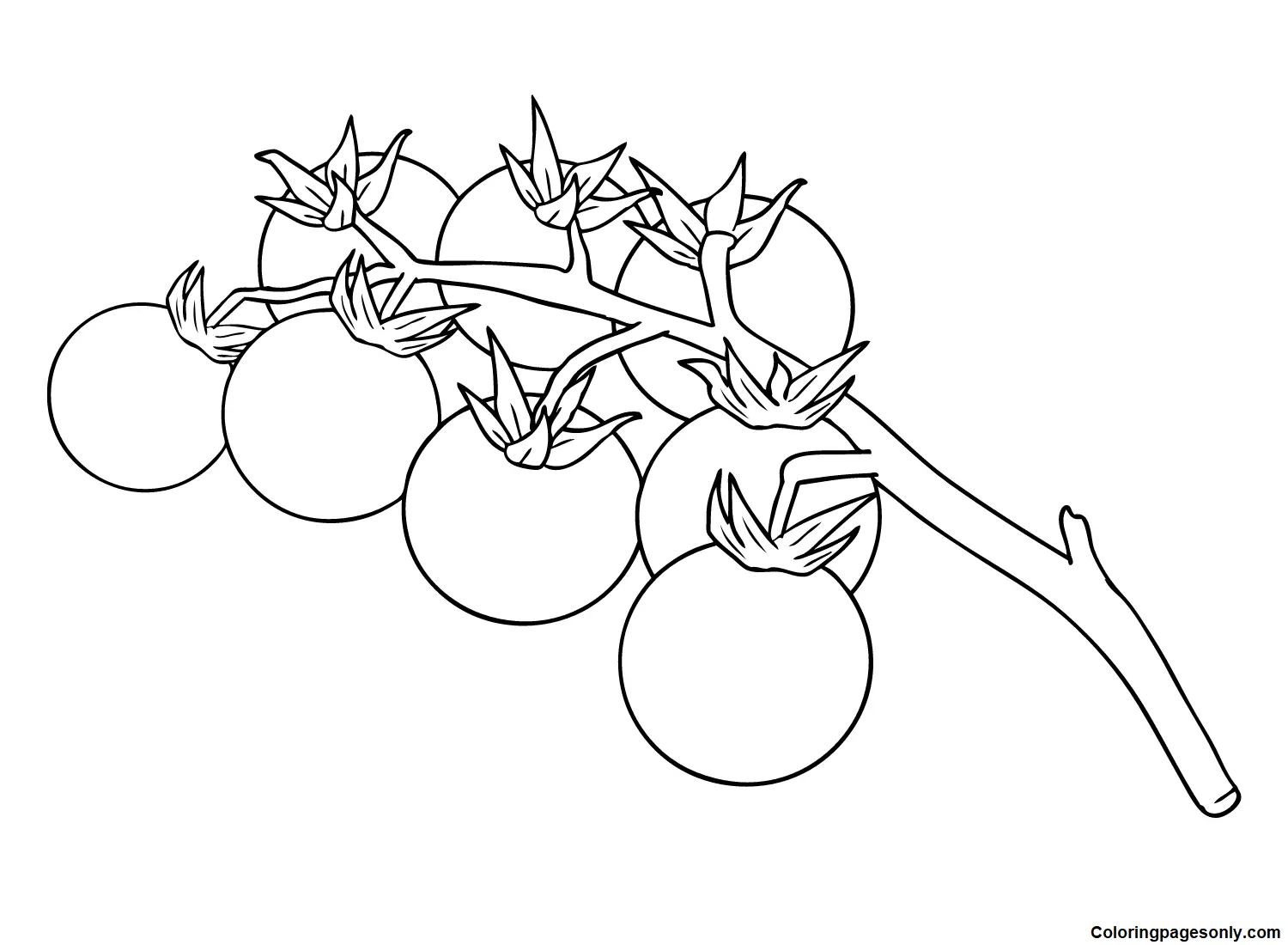 Desenhos de Tomate Para Colorir 15