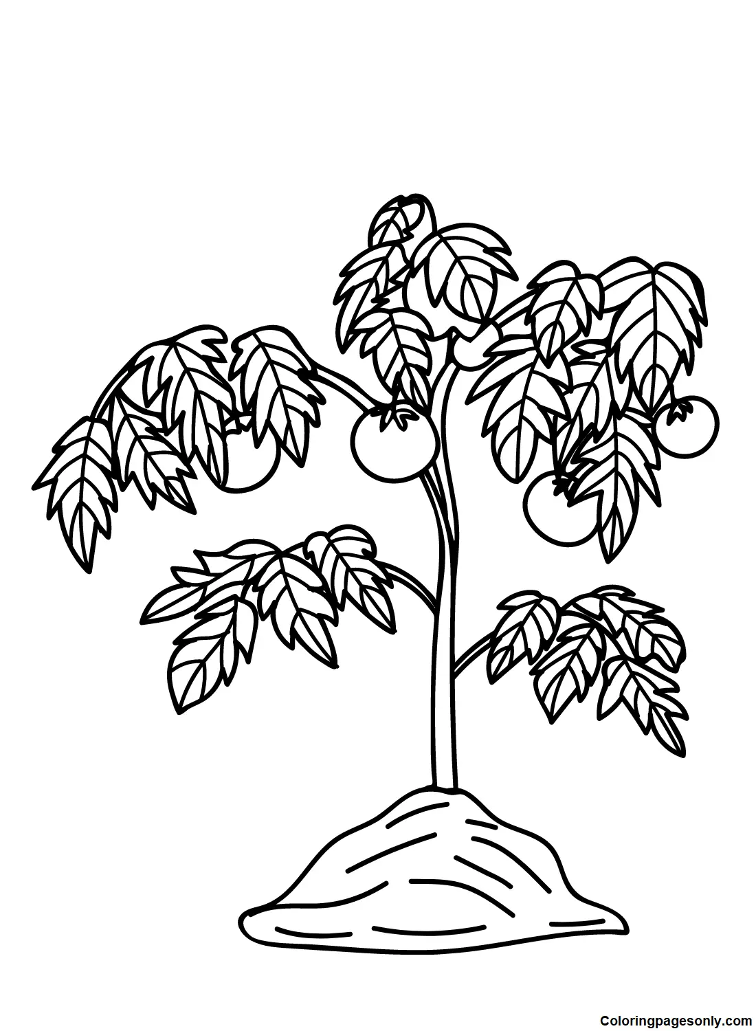 Desenhos de Tomate Para Colorir 4