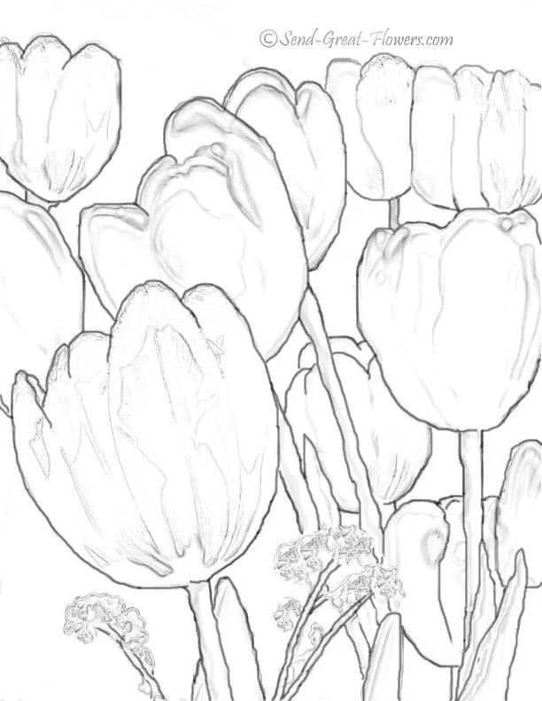 Tulpen Ausmalbilder 3