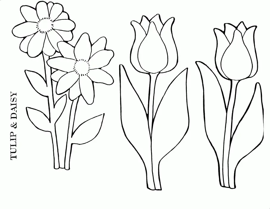 Tulpen Ausmalbilder 8
