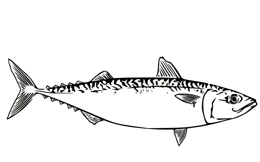 Thunfisch Ausmalbilder 28
