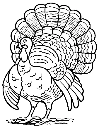 Turkey Coloring Pages 72