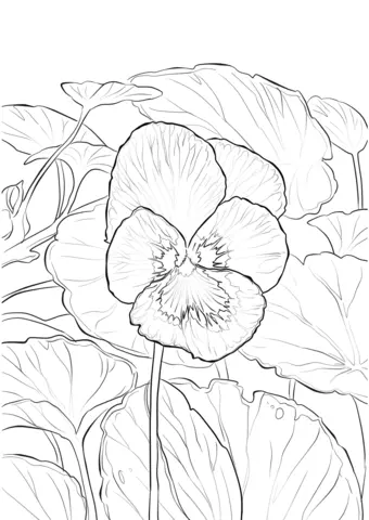 Violet Coloring Pages 12