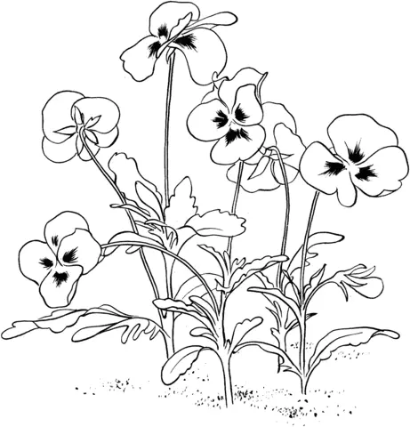 Violet Coloring Pages 15
