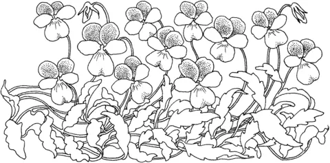 Violet Coloring Pages 17