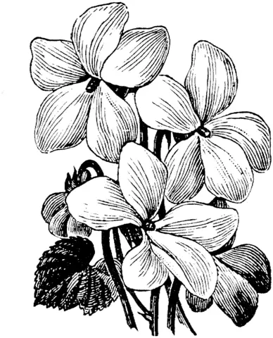 Violet Coloring Pages 2