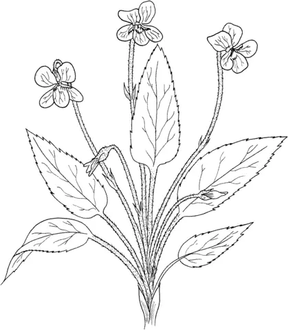 Violet Coloring Pages 25
