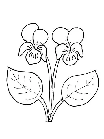 Violet Coloring Pages 3