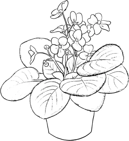 Violet Coloring Pages 4