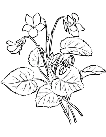 Violet Coloring Pages 5