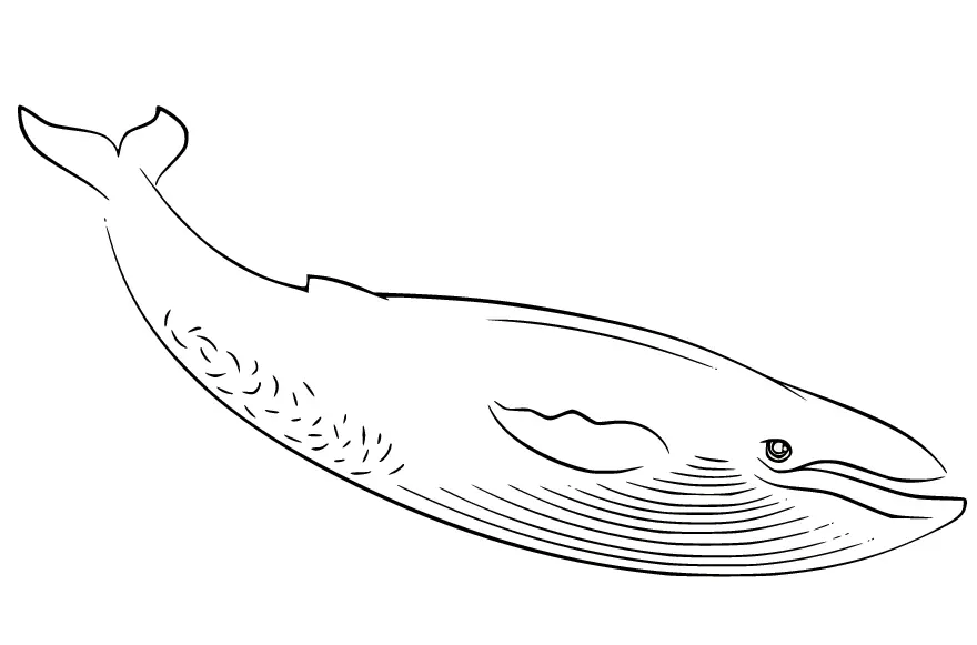 Desenhos de Baleias Para Colorir 16