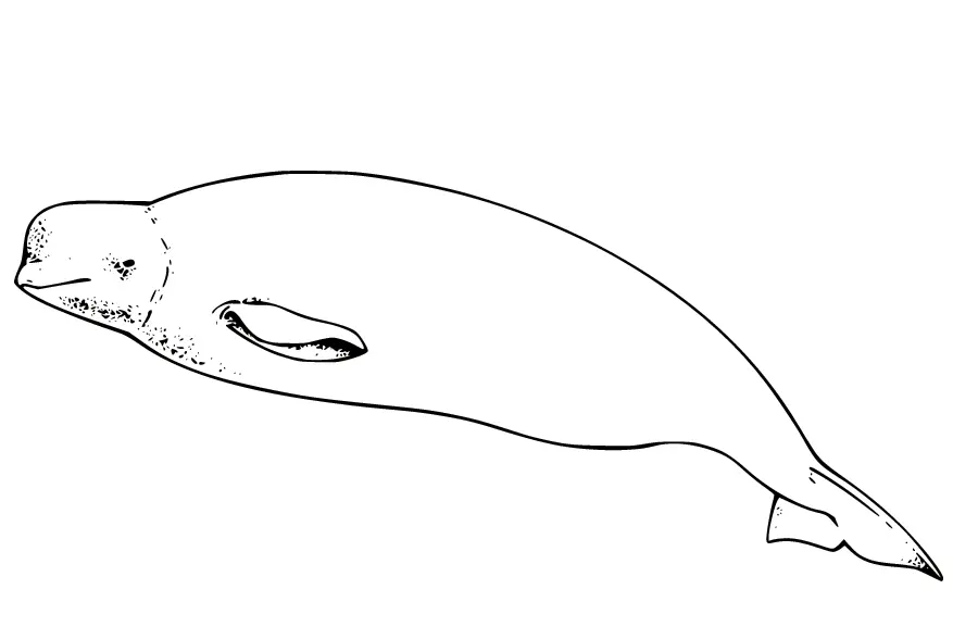 Desenhos de Baleias Para Colorir 22