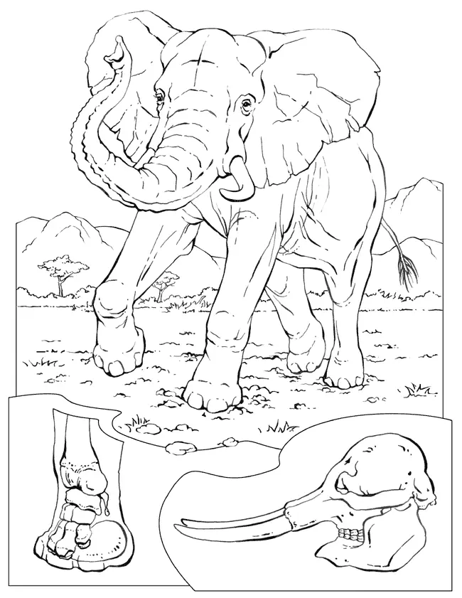 Vida Salvaje Para Colorear 52