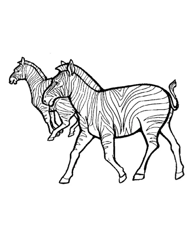 Cebra Para Colorear 16